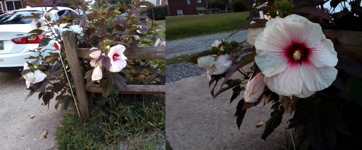 [Two photos spliced together. On the left is a large hibiscus plant growing through a wooden fence at the corner of a driveway and the road. There is a white sedan in the driveway. Several large blooms hang from the plant with one fully open and facing the right so its long stamen is fully visible. On the right is a close view of the fully open flower looking straight at the center. The petals are while and the center is deep red, but there are streaks of red emanating from the center of the petals toward the outer edges. The stamen looks short in this image because we look straight at the tip of it.]